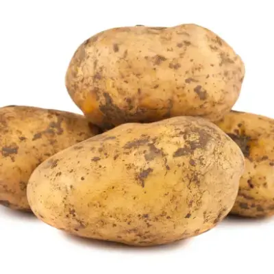 بطاطا بلدية
