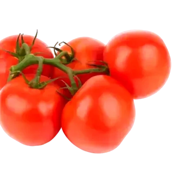 بندوره قطوف  كيلو