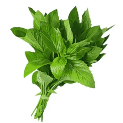 نعنع ضمه