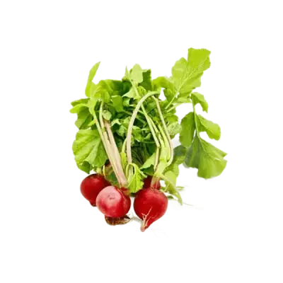 فجل ربطة