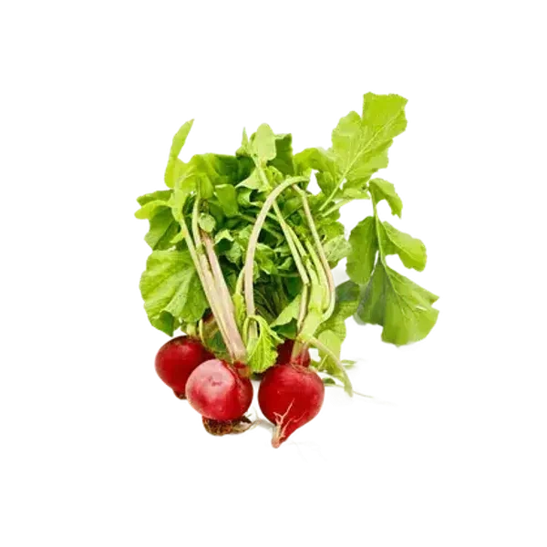 فجل