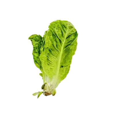 خس حبة