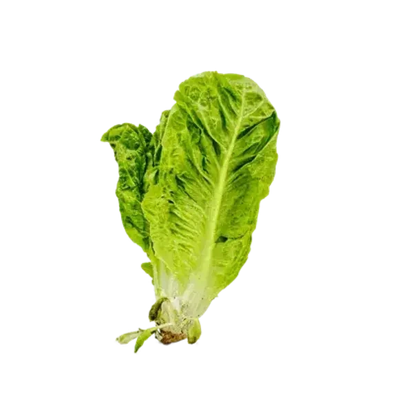 خس حبة