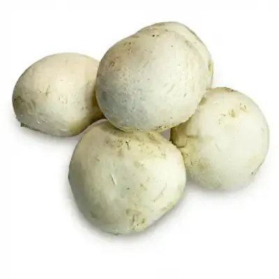فطر حبة كبيرة ابيض 500 غم