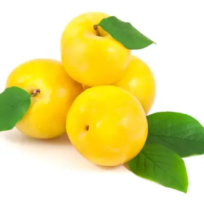 برقوق اصفر