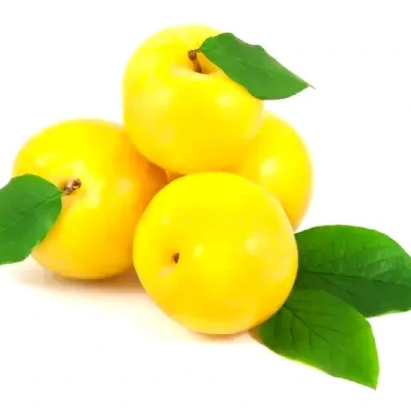 برقوق اصفر